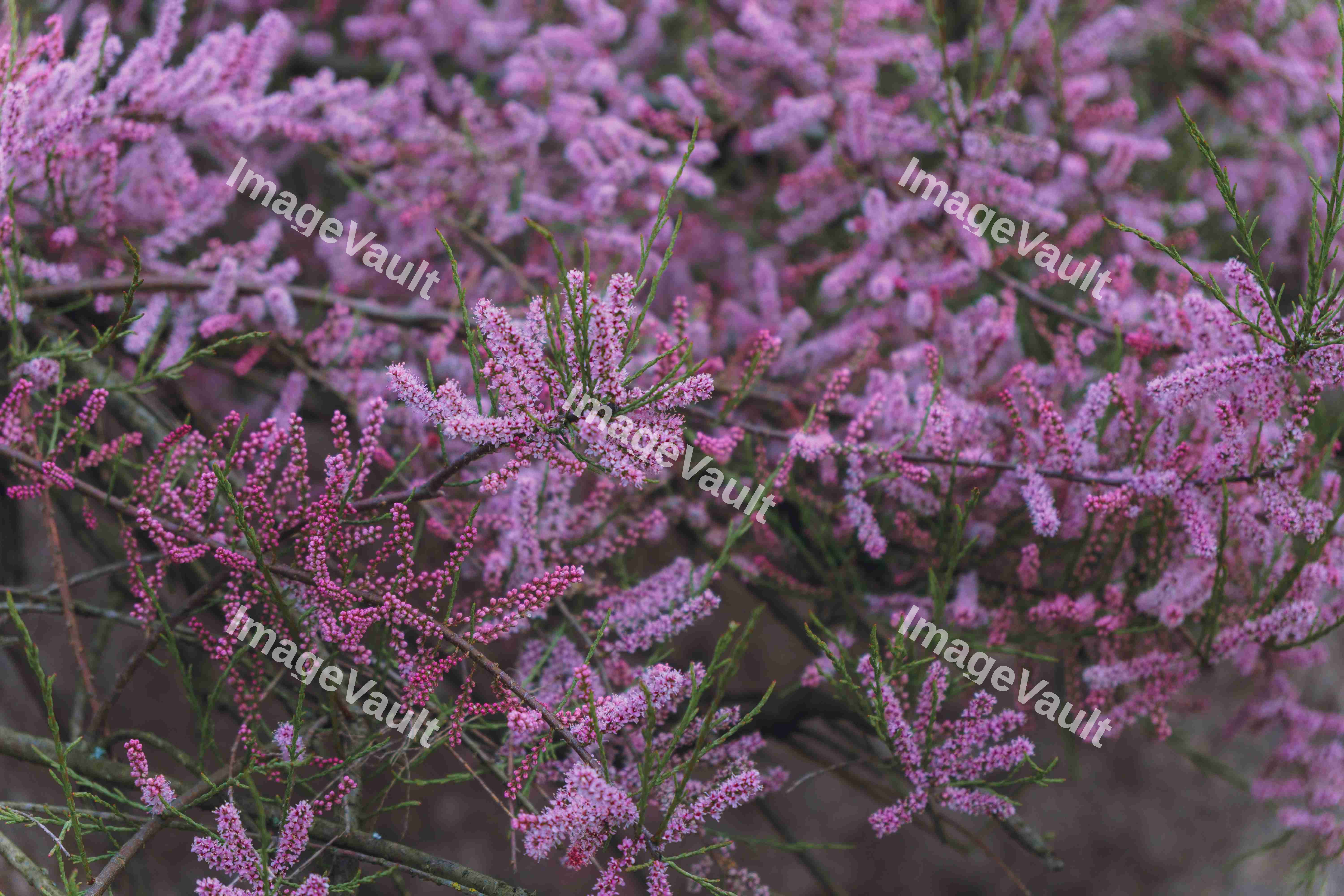 Tamarix Ramosissma